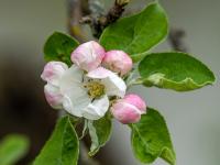 Kirschblüte umgeben von Knospen